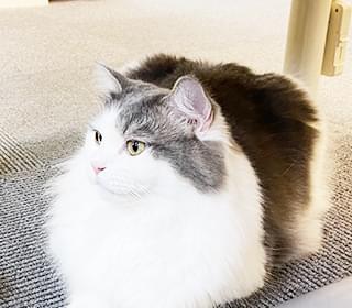 店内の猫の様子
